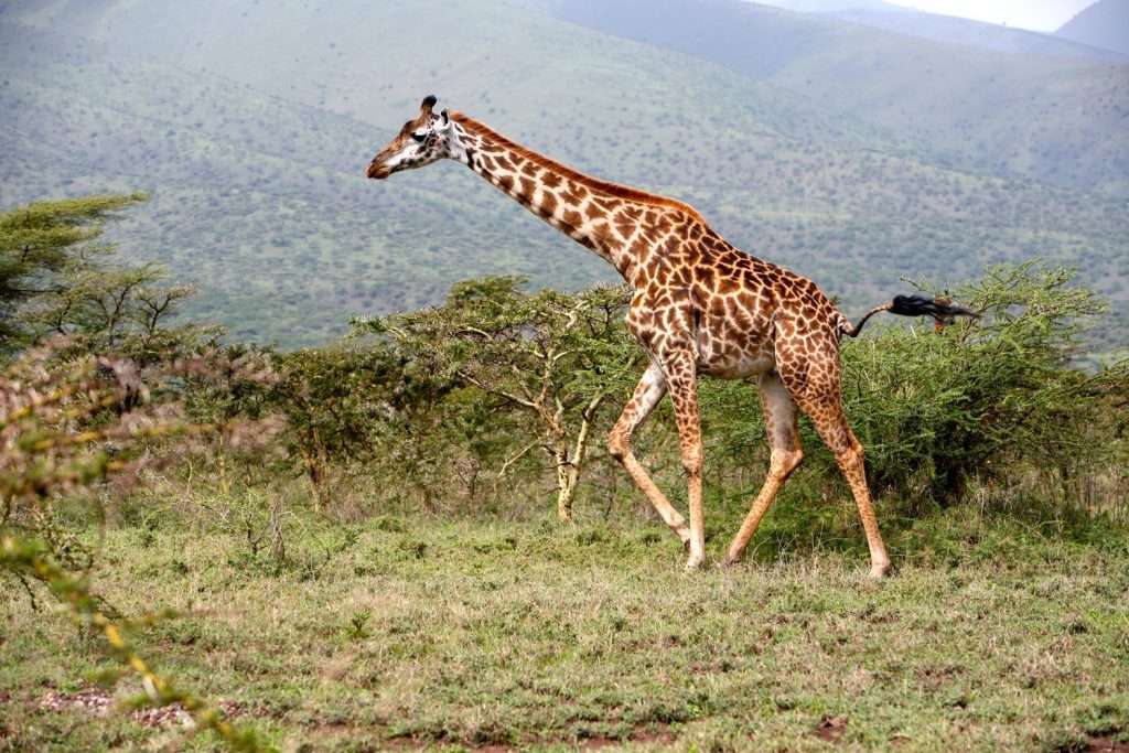 Saadani National Park – Zanzibar
